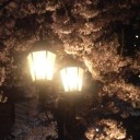 今年の桜