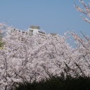 お花見日和