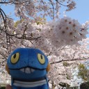 お花見日和