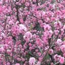 お花見と肉迫