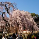 お花見、どうなることやら