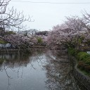 お花見