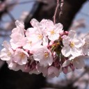 落合公園の桜