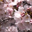 落合公園の桜