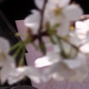 落合公園の桜