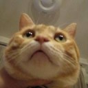 ちゃいろいねこ・・・