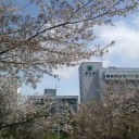 晴れの桜