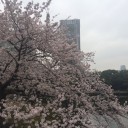 昭和のガイドさんと歌う東京桜めぐり