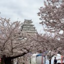 心の中は桜色♪