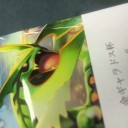 金ギャラドス杯。ベスト１６でした。