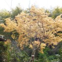 今年も　巣箱に入居！