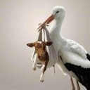 やってみた