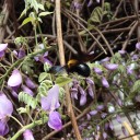 いつのまにやら藤の花が。（編集しました）