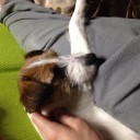 【朗報】たけしが懐く
