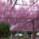 曼荼羅寺＆清流亭の藤２０１５