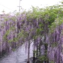 曼荼羅寺＆清流亭の藤２０１５