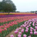 チューリップと芝桜