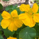 黄色いお花もいっぱい