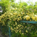 黄色いお花もいっぱい