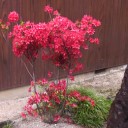 動画公開！我が家 春の花２０１５ 花菖蒲＆シラン