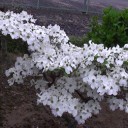 動画公開！我が家 春の花２０１５ 花菖蒲＆シラン