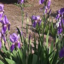 動画公開！我が家 春の花２０１５ 花菖蒲＆シラン