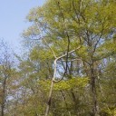 彫刻の森。（違っ