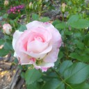 ピンクのお花も・・・・咲いてます！