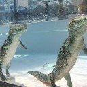 【ワニ】の天ぷら…？（＾□＾；）