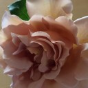 薔薇の季節。（追記しました）