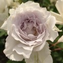 薔薇の季節。（追記しました）