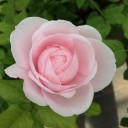 薔薇の季節。（追記しました）