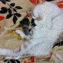 5月12日の日記
