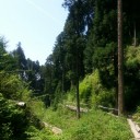 緑の世界。