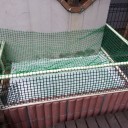 庭の新池、ついに完成！