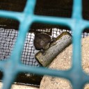 庭の新池、ついに完成！