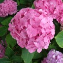ぼた餅みたいな紫陽花。