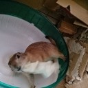 ばったばたと