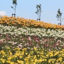 ユリの花が開花