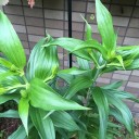 ユリの花が開花