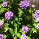 紫陽花に似合う季節が到来！