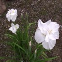 紫陽花に似合う季節が到来！