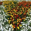 いろんな花