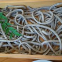 週末東北旅行