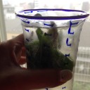 ハーブその後