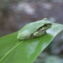 かえるのうたが・・・