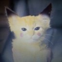 動画サイトで