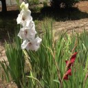 我が家 初夏の花２０１５
