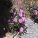 我が家 初夏の花２０１５