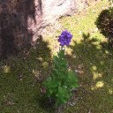 我が家 初夏の花２０１５